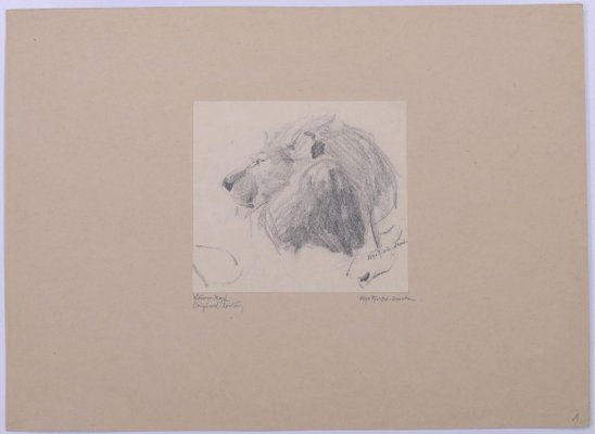 Head of Lion - Original Pencil Drawing by Etha Richter - 1930s 1930s-ZCI-761953