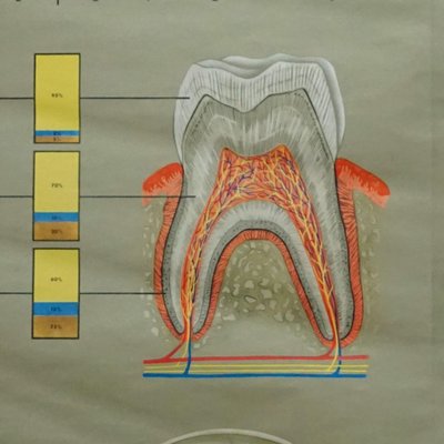 Healthy Teeth Jaw Head Human Body Poster Rollable Wall Chart Print-KJP-1149077