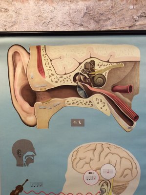 Hearing and Sense of Balance School Chart by Hagemann, Düsseldorf, 1970s-MCB-1730372