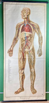 Human Body Poster, 1952-ROJ-1314806