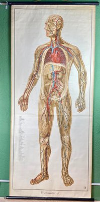 Human Body Poster, 1952-ROJ-1314806