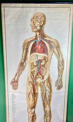 Human Body Poster, 1952-ROJ-1314806