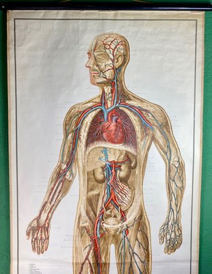 Human Body Poster, 1952-ROJ-1314806