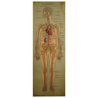 Human Lymphatic and Blood Vessels Anatomical Wall Chart-KJP-1149454