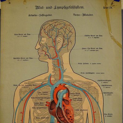 Human Lymphatic and Blood Vessels Anatomical Wall Chart-KJP-1149454