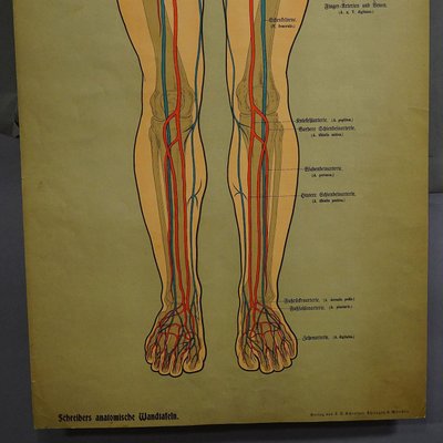 Human Lymphatic and Blood Vessels Anatomical Wall Chart-KJP-1149454