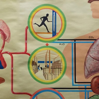 Human Metabolism Body Excretion Water Balance Medical Wall Chart-KJP-1149076