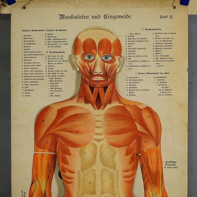 Human Musculature Foldable Anatomical Wall Chart-KJP-1149450