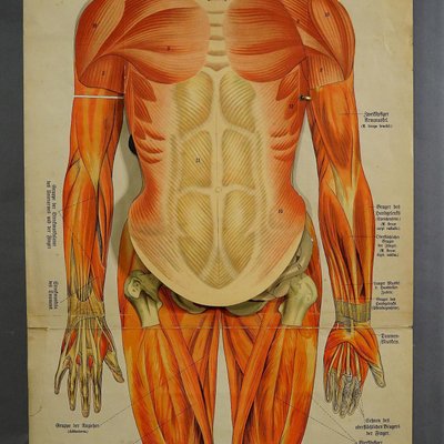 Human Musculature Foldable Anatomical Wall Chart-KJP-1149450