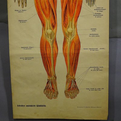 Human Musculature Foldable Anatomical Wall Chart-KJP-1149450