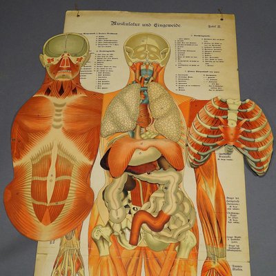 Human Musculature Foldable Anatomical Wall Chart-KJP-1149450