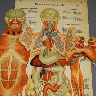 Human Musculature Foldable Anatomical Wall Chart-KJP-1149450