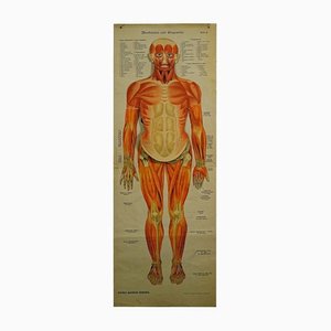 Human Musculature Foldable Anatomical Wall Chart-KJP-1149450