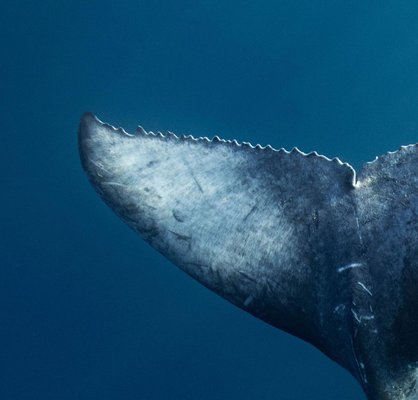 Humpback Whales Serenity, Limited Fine Art Print, Underwater Photography, 2021-OBQ-1300307