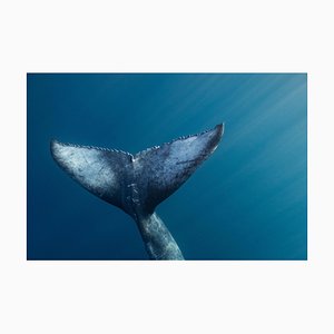 Humpback Whales Serenity, Limited Fine Art Print, Underwater Photography, 2021-OBQ-1300307