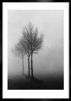 Ian Sanderson, 3 Trees, Fine Art Print, 1996-OBQ-942773