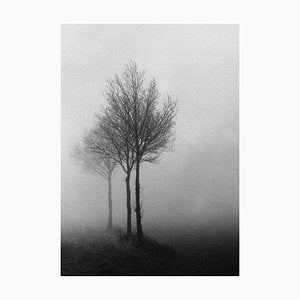 Ian Sanderson, 3 Trees, Fine Art Print, 1996-OBQ-942773