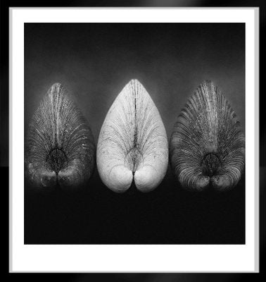 Ian Sanderson, Clams, Fine Art Print, 1984-OBQ-942847