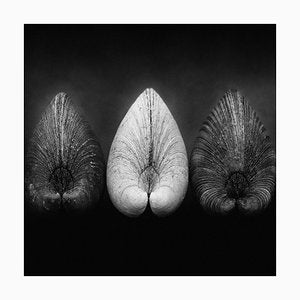 Ian Sanderson, Clams, Fine Art Print, 1984-OBQ-942847