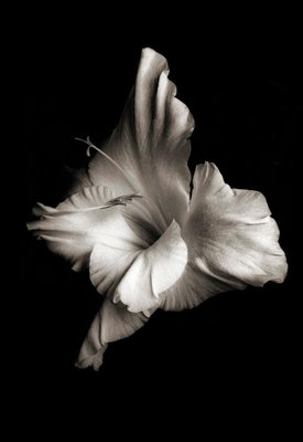 Ian Sanderson, Flowerhead 1, Pigment Print, 1986-GCG-1824433