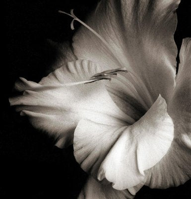 Ian Sanderson, Flowerhead 1, Pigment Print, 1986-GCG-1824433