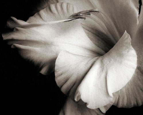 Ian Sanderson, Flowerhead 1, Pigment Print, 1986-GCG-1824433