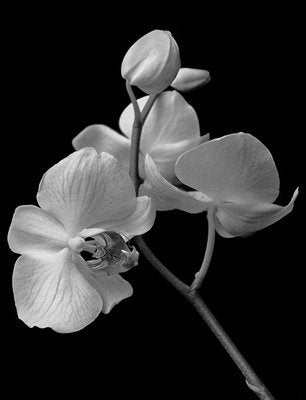 Ian Sanderson, Orchid, 1991, Archival Pigment Print-OBQ-942984