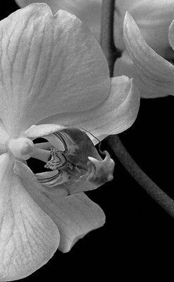 Ian Sanderson, Orchid Archival Pigment Print, 1991, Oversize Black and White Photography-OBQ-928539