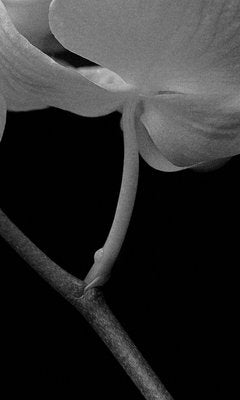 Ian Sanderson, Orchid Archival Pigment Print, 1991, Oversize Black and White Photography-OBQ-928539