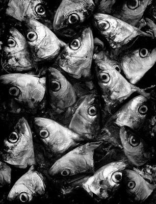 Ian Sanderson, Sardines, Photographic Fine Art Print, 1993-OBQ-1409691