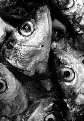 Ian Sanderson, Sardines, Photographic Fine Art Print, 1993-OBQ-1409691