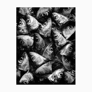 Ian Sanderson, Sardines, Photographic Fine Art Print, 1993-OBQ-1409691