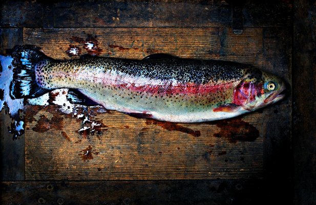 Ian Sanderson, Trout, Fine Art Print, 2009-OBQ-942763