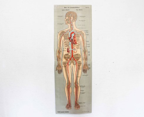 Illustration Anatomy Poster-BQF-1245379