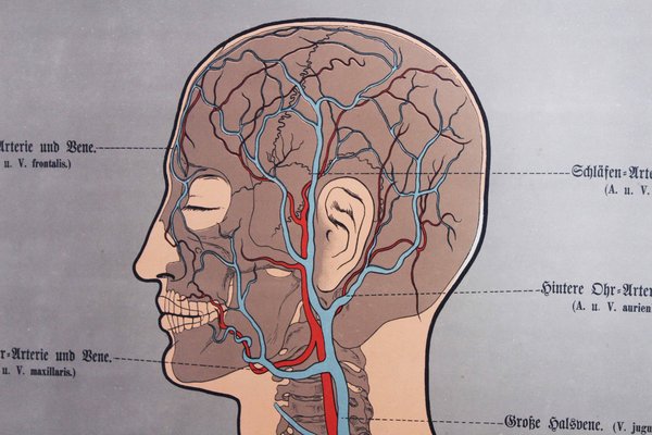 Illustration Anatomy Poster-BQF-1245379