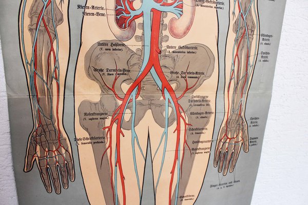 Illustration Anatomy Poster-BQF-1245379