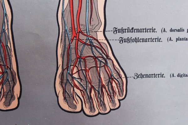 Illustration Anatomy Poster-BQF-1245379