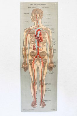 Illustration Anatomy Poster-BQF-1245379