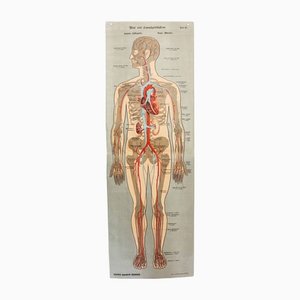 Illustration Anatomy Poster-BQF-1245379