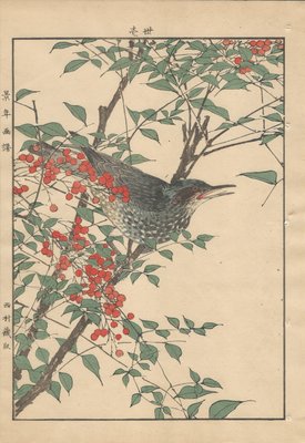 Imao Keinen, Brown-Eared Bulbul from Keinen Kacho Gafu, 1892, Woodblock Print-YWW-2035693