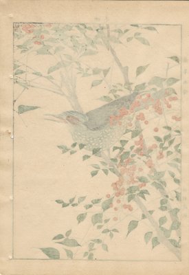 Imao Keinen, Brown-Eared Bulbul from Keinen Kacho Gafu, 1892, Woodblock Print-YWW-2035693