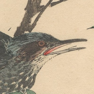 Imao Keinen, Brown-Eared Bulbul from Keinen Kacho Gafu, 1892, Woodblock Print-YWW-2035693