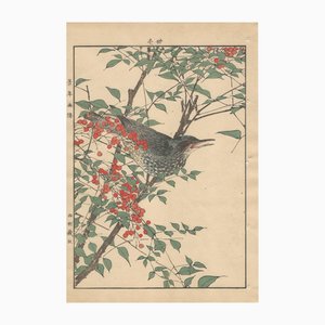 Imao Keinen, Brown-Eared Bulbul from Keinen Kacho Gafu, 1892, Woodblock Print-YWW-2035693