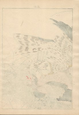 Imao Keinen, Double-Page Eurasian Goshawk Grabbing Eurasian Teal from Keinen Kacho Gafu, 1892, Woodblock Print-YWW-2035984