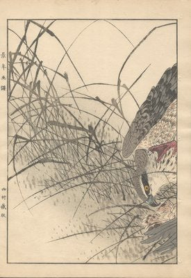 Imao Keinen, Double-Page Eurasian Goshawk Grabbing Eurasian Teal from Keinen Kacho Gafu, 1892, Woodblock Print-YWW-2035984