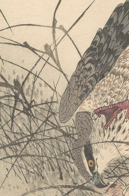 Imao Keinen, Double-Page Eurasian Goshawk Grabbing Eurasian Teal from Keinen Kacho Gafu, 1892, Woodblock Print-YWW-2035984