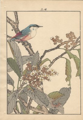 Imao Keinen, Japanese Nuthatch from Keinen Kacho Gafu, 1892, Woodblock Print-YWW-2035695