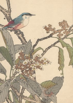 Imao Keinen, Japanese Nuthatch from Keinen Kacho Gafu, 1892, Woodblock Print-YWW-2035695