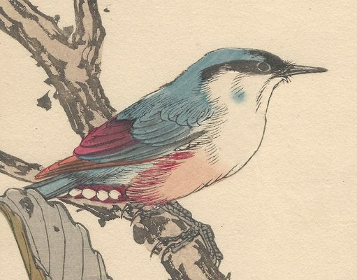 Imao Keinen, Japanese Nuthatch from Keinen Kacho Gafu, 1892, Woodblock Print-YWW-2035695