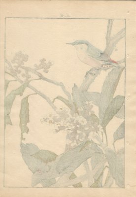 Imao Keinen, Japanese Nuthatch from Keinen Kacho Gafu, 1892, Woodblock Print-YWW-2035695